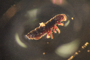  ( - ANTSP453)  @13 [ ] Copyright (2014) Unspecified University of Waikato