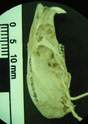  ( - CMI RAO126)  @12 [ ] Unspecified (default): All Rights Reserved  Unspecified Unspecified