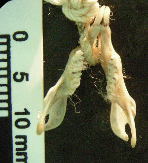  ( - CMI RAO1168)  @12 [ ] Unspecified (default): All Rights Reserved  Unspecified Unspecified