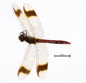  ( - NOaS118-2019_Odo0118)  @11 [ ] Copyright (2017) Natural History Museum Vienna Natural History Museum Vienna