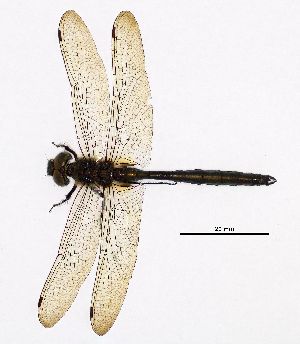  ( - NOaS133-2019_Odo0133)  @11 [ ] Copyright (2017) Natural History Museum Vienna Natural History Museum Vienna