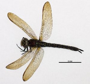  ( - NOaS69-2019_Odo0069)  @11 [ ] Copyright (2017) Natural History Museum Vienna Natural History Museum Vienna