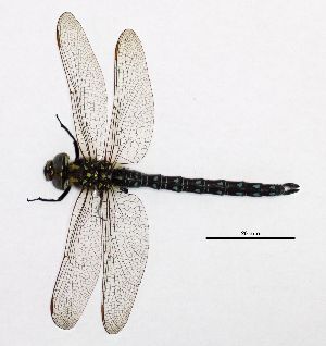  ( - NOaS59-2019_Odo0059)  @11 [ ] Copyright (2017) Natural History Museum Vienna Natural History Museum Vienna