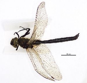  ( - NOaS157-2019_Odo0157)  @11 [ ] Copyright (2017) Natural History Museum Vienna Natural History Museum Vienna