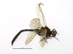  ( - NOaS198-2019_Odo0198)  @11 [ ] Copyright (2018) Natural History Museum Vienna Natural History Museum Vienna