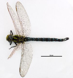  ( - NOaS38-2019_Odo0038)  @11 [ ] Copyright (2017) Natural History Museum Vienna Natural History Museum Vienna