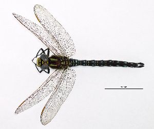  ( - NOaS174-2019_Odo0174)  @11 [ ] Copyright (2018) Natural History Museum Vienna Natural History Museum Vienna