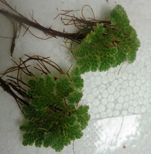  (Azolla microphylla - AQ178)  @11 [ ] Copyright (2014) PHCDBS Paul Hebert Centre For DNA Barcoding And Biodiversity Studies