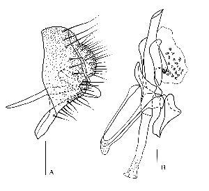  (Apsiphortica orthophallus - DIP110844)  @11 [ ] Copyright (2018) Hong-Wei Chen South China Agricultural University, Department of Entomology