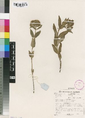  (Schizoglossum stenoglossum subsp flavum - AN960)  @11 [ ] No Rights Reserved  Unspecified Unspecified