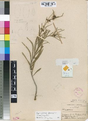  (Aspidoglossum flanaganii - Eegalpin6291)  @11 [ ] No Rights Reserved  Unspecified Unspecified