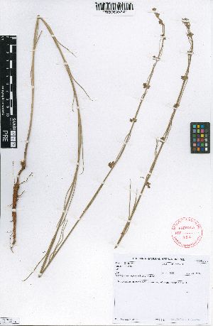  (Aspidoglossum eylesii - IBPE5831)  @11 [ ] No Rights Reserved  Unspecified Unspecified