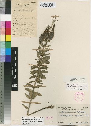  (Schizoglossum bidens subsp productum - Meuse9850)  @11 [ ] No Rights Reserved  Unspecified Unspecified