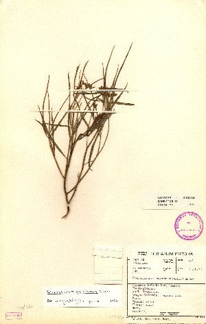  (Schizoglossum garcianum - NZ_sn_PRE345529)  @11 [ ] No Rights Reserved  Unspecified Unspecified