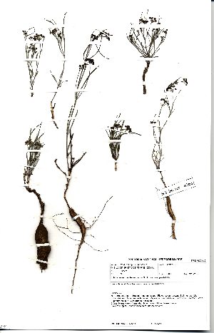  (Schizoglossum aschersonianum var longipes - SPB06266)  @11 [ ] No Rights Reserved  Unspecified Unspecified