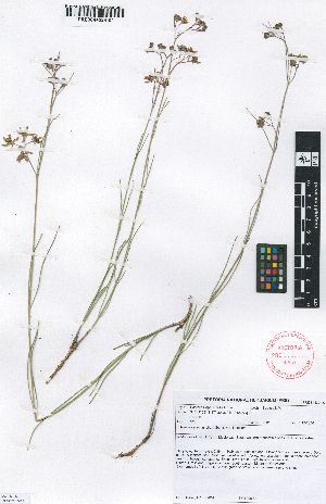  (Schizoglossum linifolium - SPB07381)  @11 [ ] No Rights Reserved  Unspecified Unspecified