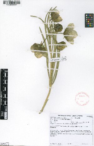  (Pachycarpus campanulatus var. campanulatus - SPB10980)  @11 [ ] No Rights Reserved  Unspecified Unspecified