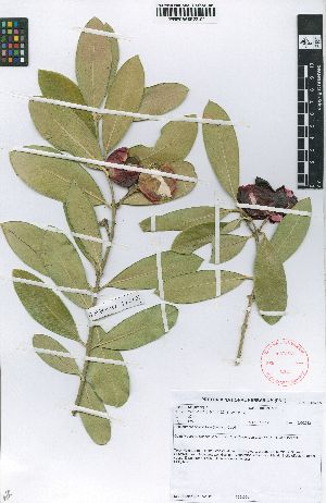  (Acokanthera oblongifolia - SPB11212)  @11 [ ] No Rights Reserved  Unspecified Unspecified
