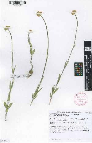  (Aspidoglossum xanthosphaerum - SPB11290)  @11 [ ] No Rights Reserved  Unspecified Unspecified
