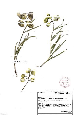  (Pachycarpus campanulatus var sutherlandii - SPB11437)  @11 [ ] No Rights Reserved  Unspecified Unspecified