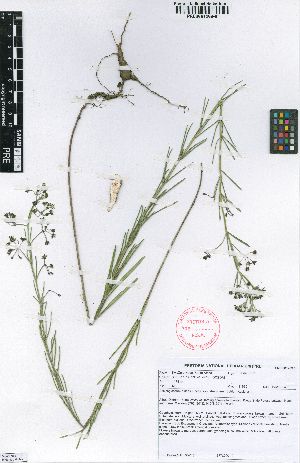  (Schizoglossum bidens subsp atrorubens - SPB11539)  @11 [ ] No Rights Reserved  Unspecified Unspecified