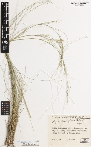  ( - Sless620)  @11 [ ] CreativeCommons - Attribution Non-Commercial Share-Alike (2014) Brendan Lepschi Herbarium, Australian National Herbarium, G.P.O. Box 1600, Canberra, A.C.T. 2601, Australia
