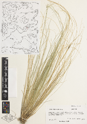  (Nassella tenuissima - RA26)  @11 [ ] CreativeCommons - Attribution Non-Commercial Share-Alike (2014) Barbara Thiers William and Lynda Steere Herbarium, The New York Botanical Garden, 2900 Southern Blvd. Bronx, NY 10465