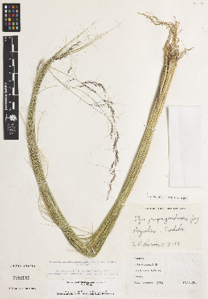 (Nassella pseudopampagrandensis - RA09)  @11 [ ] CreativeCommons - Attribution Non-Commercial Share-Alike (2014) Rusty Russell United States National Herbarium, Department of Botany, NMNH, MRC-166, Smithsonian Institution, P.O. Box 37012, Washington, District of Columbia 20013-7012, U.S.A.