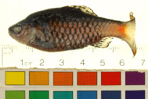  (Pethia padamya - BOX-3188 F04)  @14 [ ] CreativeCommons - Attribution (2011) CBG Photography Group Centre for Biodiversity Genomics