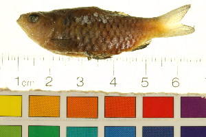  ( - BOX-3188 F11)  @13 [ ] CreativeCommons - Attribution (2011) CBG Photography Group Centre for Biodiversity Genomics