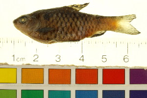  ( - BOX-3188 G03)  @13 [ ] CreativeCommons - Attribution (2011) CBG Photography Group Centre for Biodiversity Genomics
