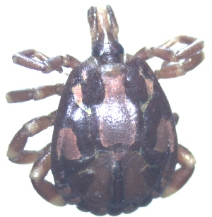  (Amblyomma cohaerens - 19633-AcohE12)  @11 [ ] Copyright (2013) Edward K Kariuki Unspecified