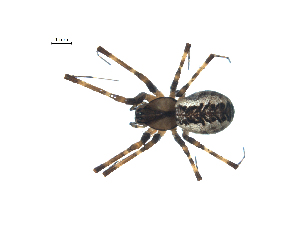  (Pityohyphantes alticeps - BIOUG07165-C12)  @15 [ ] CreativeCommons - Attribution (2013) G. Blagoev Centre for Biodiversity Genomics