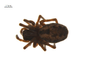  ( - BIOUG14291-B04)  @13 [ ] CreativeCommons - Attribution (2014) G. Blagoev Centre for Biodiversity Genomics