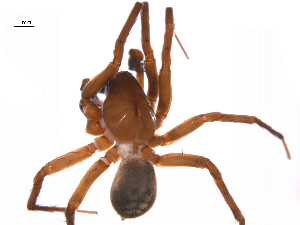  ( - BIOUG14293-B12)  @11 [ ] CreativeCommons - Attribution (2014) G. Blagoev Centre for Biodiversity Genomics