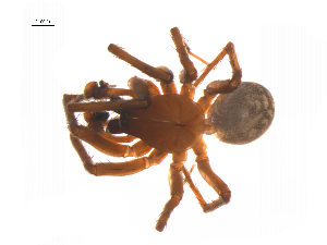  ( - BIOUG14293-E12)  @11 [ ] CreativeCommons - Attribution (2014) G. Blagoev Centre for Biodiversity Genomics