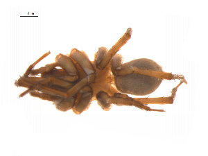  ( - BIOUG14293-F02)  @11 [ ] CreativeCommons - Attribution (2014) G. Blagoev Centre for Biodiversity Genomics
