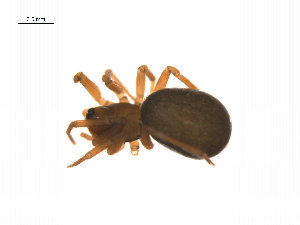  ( - BIOUG14295-A11)  @13 [ ] CreativeCommons - Attribution (2014) G. Blagoev Centre for Biodiversity Genomics