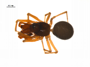  ( - BIOUG14295-F04)  @11 [ ] CreativeCommons - Attribution (2014) G. Blagoev Centre for Biodiversity Genomics
