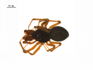  ( - BIOUG14295-F05)  @11 [ ] CreativeCommons - Attribution (2014) G. Blagoev Centre for Biodiversity Genomics