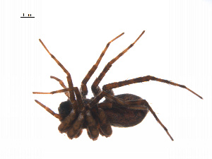  ( - BIOUG14296-B08)  @12 [ ] CreativeCommons - Attribution (2014) G. Blagoev Centre for Biodiversity Genomics