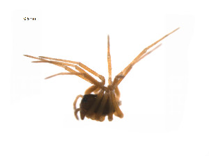  (Scotinotylus majesticus - BIOUG14297-H07)  @11 [ ] CreativeCommons - Attribution (2014) G. Blagoev Centre for Biodiversity Genomics