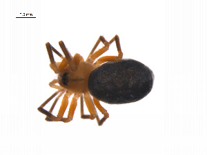  ( - BIOUG14299-E09)  @12 [ ] CreativeCommons - Attribution (2014) G. Blagoev Centre for Biodiversity Genomics