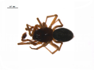  ( - BIOUG14299-G11)  @11 [ ] CreativeCommons - Attribution (2014) G. Blagoev Centre for Biodiversity Genomics