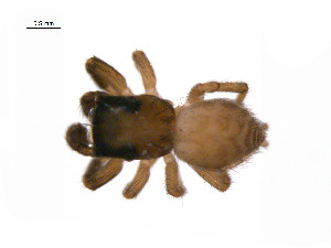  ( - BIOUG14300-A08)  @12 [ ] CreativeCommons - Attribution (2014) G. Blagoev Centre for Biodiversity Genomics