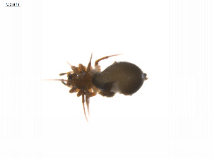  ( - BIOUG14300-G11)  @12 [ ] CreativeCommons - Attribution (2014) G. Blagoev Centre for Biodiversity Genomics