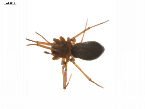  ( - BIOUG14300-H01)  @12 [ ] CreativeCommons - Attribution (2014) G. Blagoev Centre for Biodiversity Genomics
