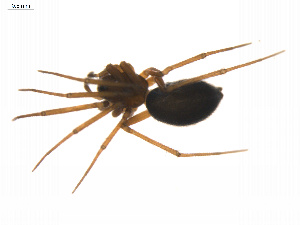  ( - BIOUG14300-H02)  @12 [ ] CreativeCommons - Attribution (2014) G. Blagoev Centre for Biodiversity Genomics