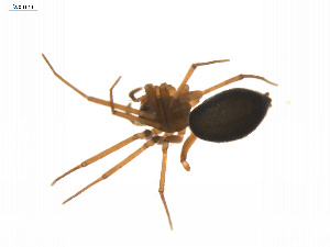  ( - BIOUG14300-H03)  @12 [ ] CreativeCommons - Attribution (2014) G. Blagoev Centre for Biodiversity Genomics