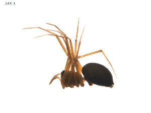  ( - BIOUG14300-H04)  @12 [ ] CreativeCommons - Attribution (2014) G. Blagoev Centre for Biodiversity Genomics